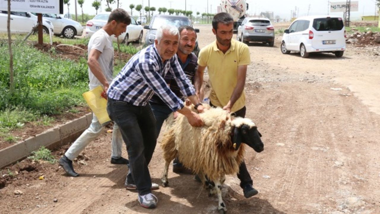 Tören alanında kaçan kurbanlık koyun zor anlar yaşattı