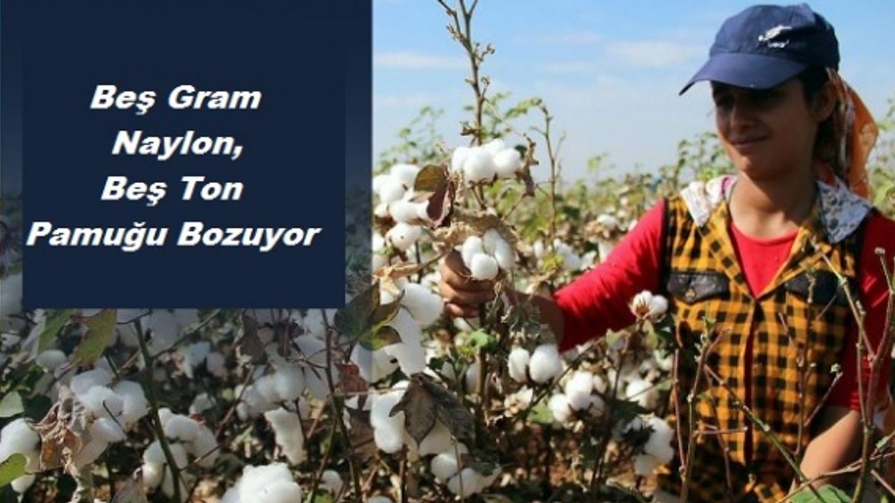 Beş Gram Naylon, Beş Ton Pamuğu Bozuyor
