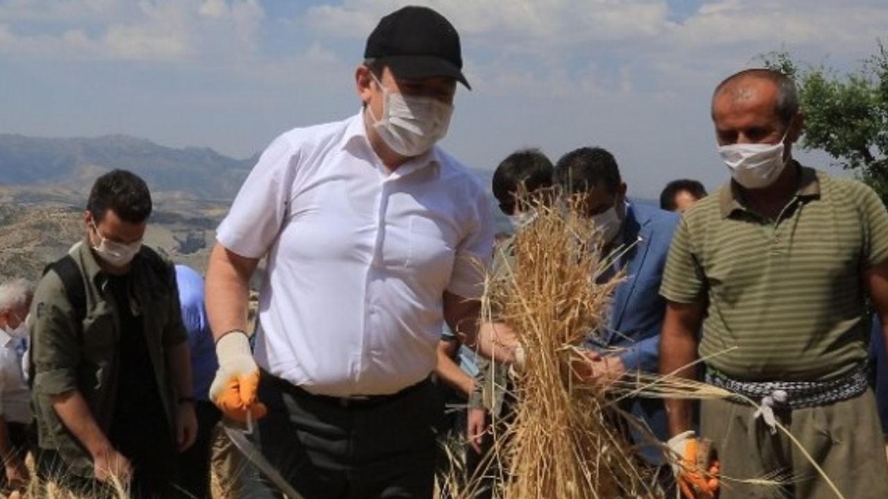 Şırnak Valisi Pehlivan,Balveren Beldesinde çiftçilerle tarlada buluştu.