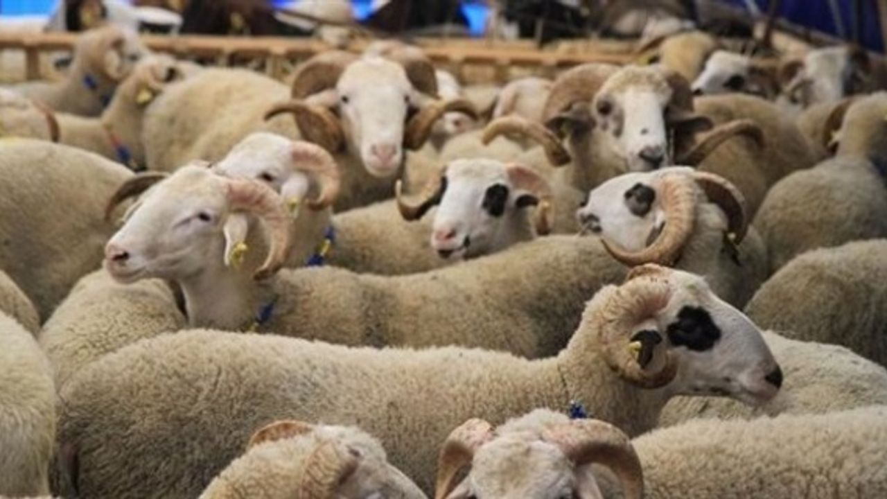 Eyyübiye İlçesindeki Kurban Satış Yerleri ve Kurban Kesim Yerleri.