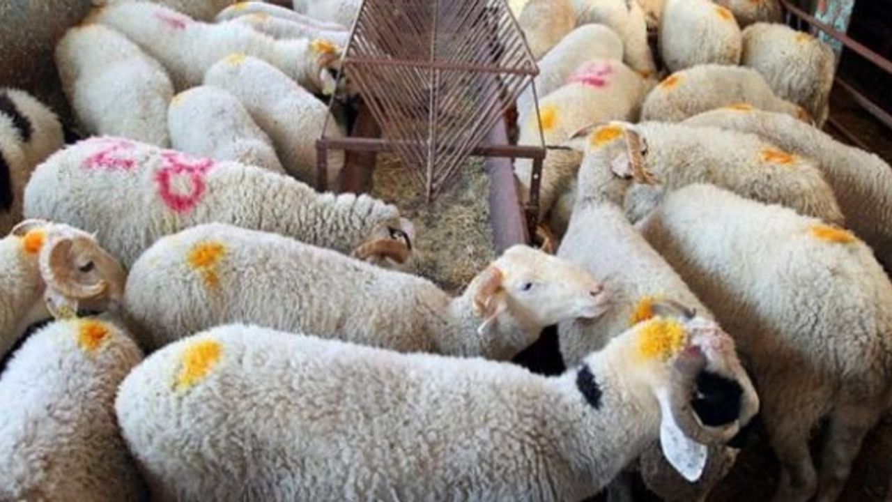 Haliliye ilçesinde kurban kesim ve satış yerleri
