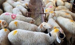 Haliliye ilçesinde kurban kesim ve satış yerleri