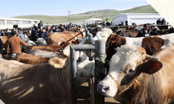 TARIM VE ORMAN BAKANLIĞI, KURBANLIK HAYVANLARIN SEVKİNDE UYULACAK KURALLARI BELİRLEDİ