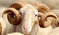 HALİLİYE’DE KURBAN SATIŞ VE KESİM YERLERİ BELİRLENDİ