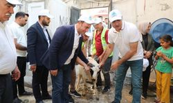 YETİM AİLELERİMİZE CANLI KURBANLIK DAĞITTIK