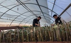 ŞANLIURFA’DA MODERN SERALARDA 30 BİN FİDAN ÜRETİMİ