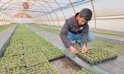 BÜYÜKŞEHİR SERALARINDA 400 BİN YAZLIK ÇİÇEK ÜRETİLİYOR