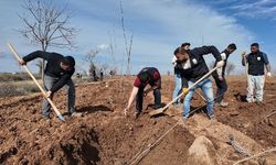 ŞANLIURFA BÜYÜKŞEHİR BELEDİYESİ’NDEN 20 BİN ÇINARLIK YEŞİL HAMLE