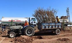 YUKARIGÖKLÜ KENT PARKI YEŞİLE BÜRÜNÜYOR