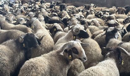 Günbay "Başkan Kuş,Ramazan ayında 400 ailenin et ihtiyacını karşılamak amacıyla koçların dağıtımına başladı"