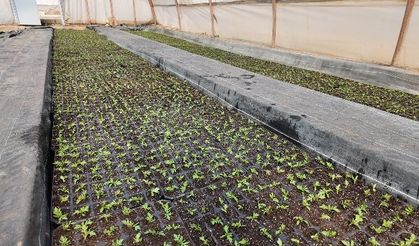 BÜYÜKŞEHİR SERALARINDA 400 BİN YAZLIK ÇİÇEK ÜRETİLİYOR