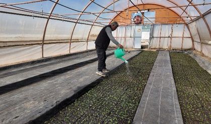 BÜYÜKŞEHİR SERALARINDA 400 BİN YAZLIK ÇİÇEK ÜRETİLİYOR