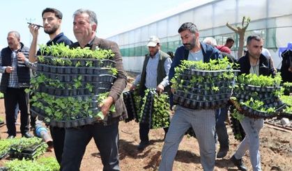 BÜYÜKŞEHİR, 1 MİLYON FİDE DAĞITARAK ÜRETİCİYİ DESTEKLEDİ