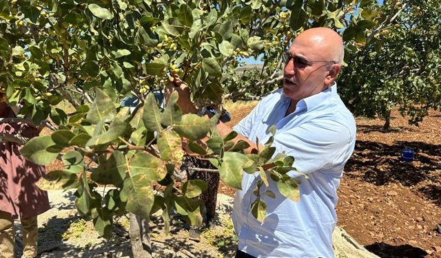 Tanal "Fıstık da fındık gibi taban fiyat uygulamasına dahil edilsin"