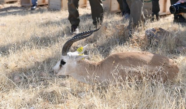 Urfa Ceylanları Doğayla Buluşmaya Devam Ediyor