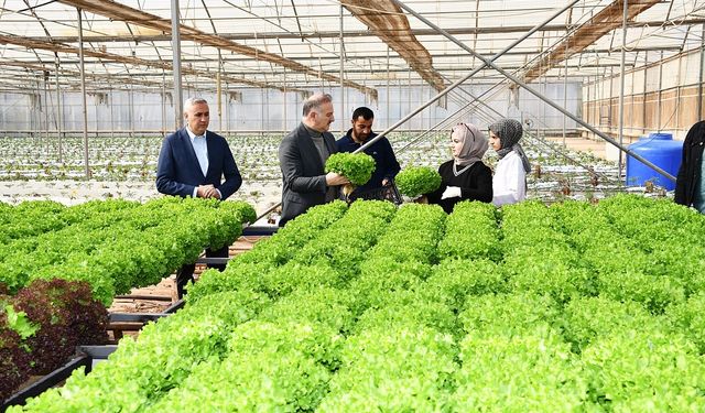 Harran Üniversitesinde Hasat Sevinci; Ar-Ge Serası Yeniden Hayata Geçirildi
