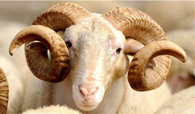 HALİLİYE’DE KURBAN SATIŞ VE KESİM YERLERİ BELİRLENDİ