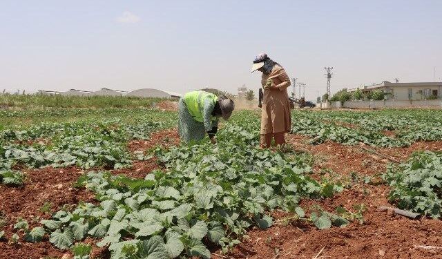 BÜYÜKŞEHİR, İLK ATA TOHUMU HASADINI GERÇEKLEŞTİRDİ