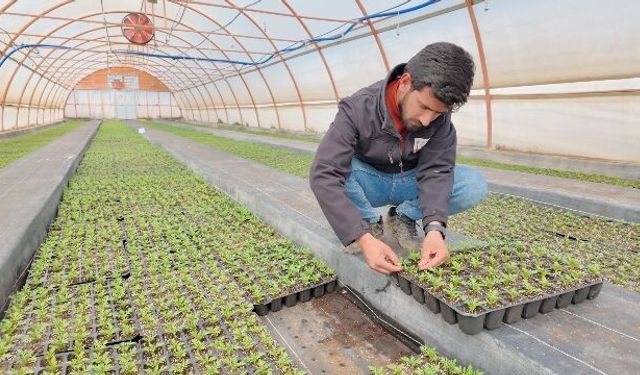 BÜYÜKŞEHİR SERALARINDA 400 BİN YAZLIK ÇİÇEK ÜRETİLİYOR