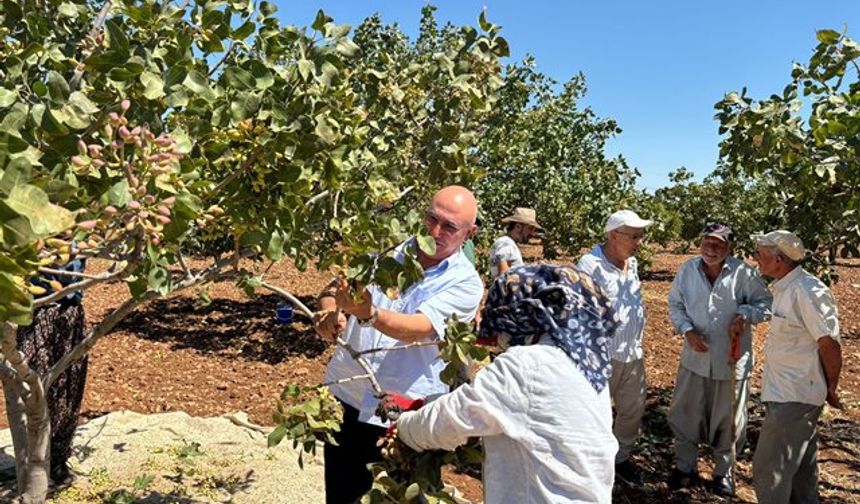 Tanal "Fıstık da fındık gibi taban fiyat uygulamasına dahil edilsin"