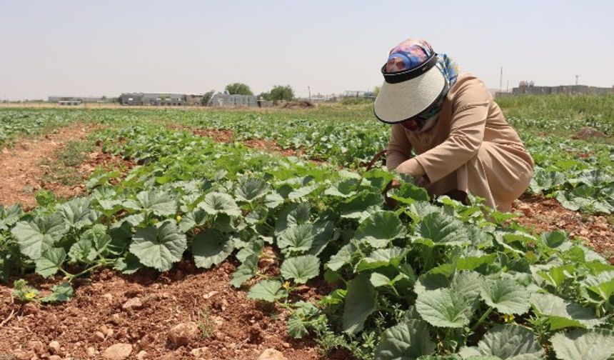 BÜYÜKŞEHİR, İLK ATA TOHUMU HASADINI GERÇEKLEŞTİRDİ