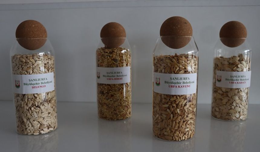 ŞANLIURFA’DA ATA TOHUMLARI ÇİFTÇİLERLE BULUŞUYOR