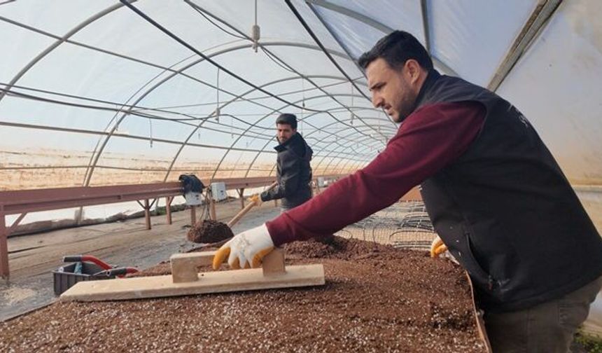 ŞANLIURFA’DA MODERN SERALARDA 30 BİN FİDAN ÜRETİMİ
