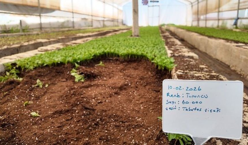 BÜYÜKŞEHİR SERALARINDA 400 BİN YAZLIK ÇİÇEK ÜRETİLİYOR