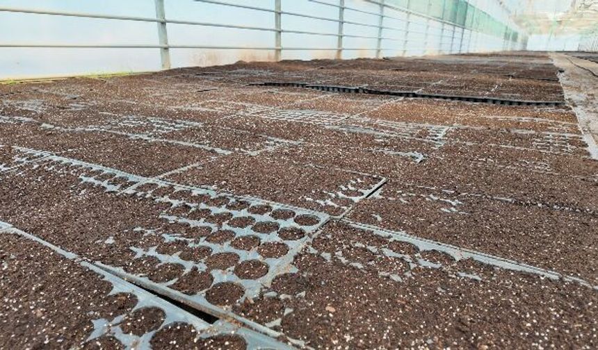 ŞANLIURFA BÜYÜKŞEHİR BELEDİYESİ 1 MİLYON FİDE ÜRETİYOR