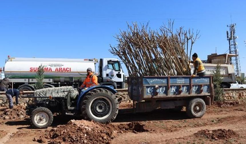 YUKARIGÖKLÜ KENT PARKI YEŞİLE BÜRÜNÜYOR