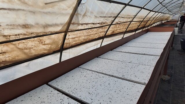 Şanliurfa’da Modern Seralarda 30 Bi̇n Fi̇dan Üreti̇mi̇ Başladi (10)