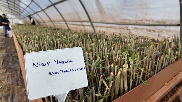 Şanliurfa’da Modern Seralarda 30 Bi̇n Fi̇dan Üreti̇mi̇ Başladi (8)