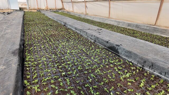 Büyükşehi̇r Seralarinda 400 Bi̇n Yazlik Çi̇çek Üreti̇li̇yor (3)