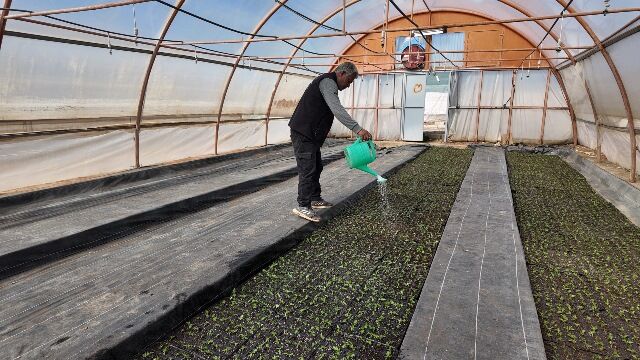 Büyükşehi̇r Seralarinda 400 Bi̇n Yazlik Çi̇çek Üreti̇li̇yor (5)