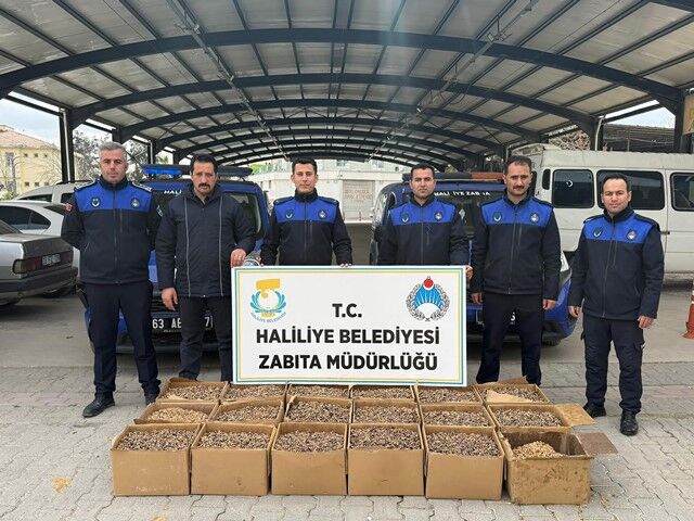 Hali̇li̇ye’de Gida Deneti̇mi̇ Küflü Cevi̇zlere El Konuldu (1)