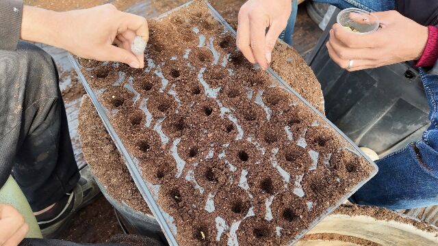 Şanliurfa Büyükşehi̇r Beledi̇yesi̇ 1 Mi̇lyon Fi̇de Üreti̇yor (5)