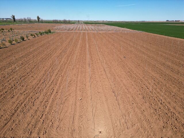 Şanliurfa Büyükşehi̇r Beledi̇yesi̇’nden 20 Bi̇n Çinarlik Yeşi̇l Hamle (1)
