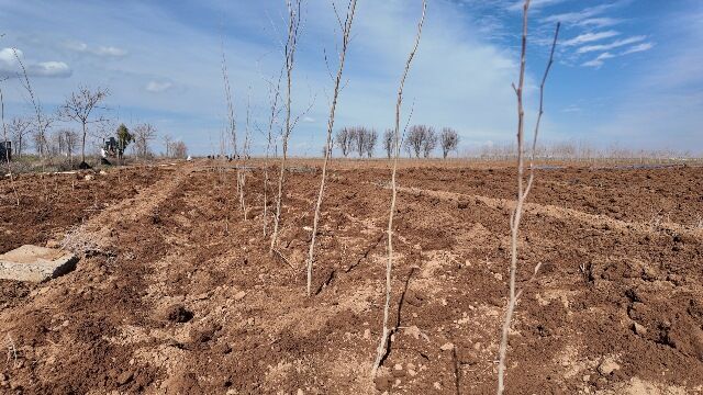 Şanliurfa Büyükşehi̇r Beledi̇yesi̇’nden 20 Bi̇n Çinarlik Yeşi̇l Hamle (5)